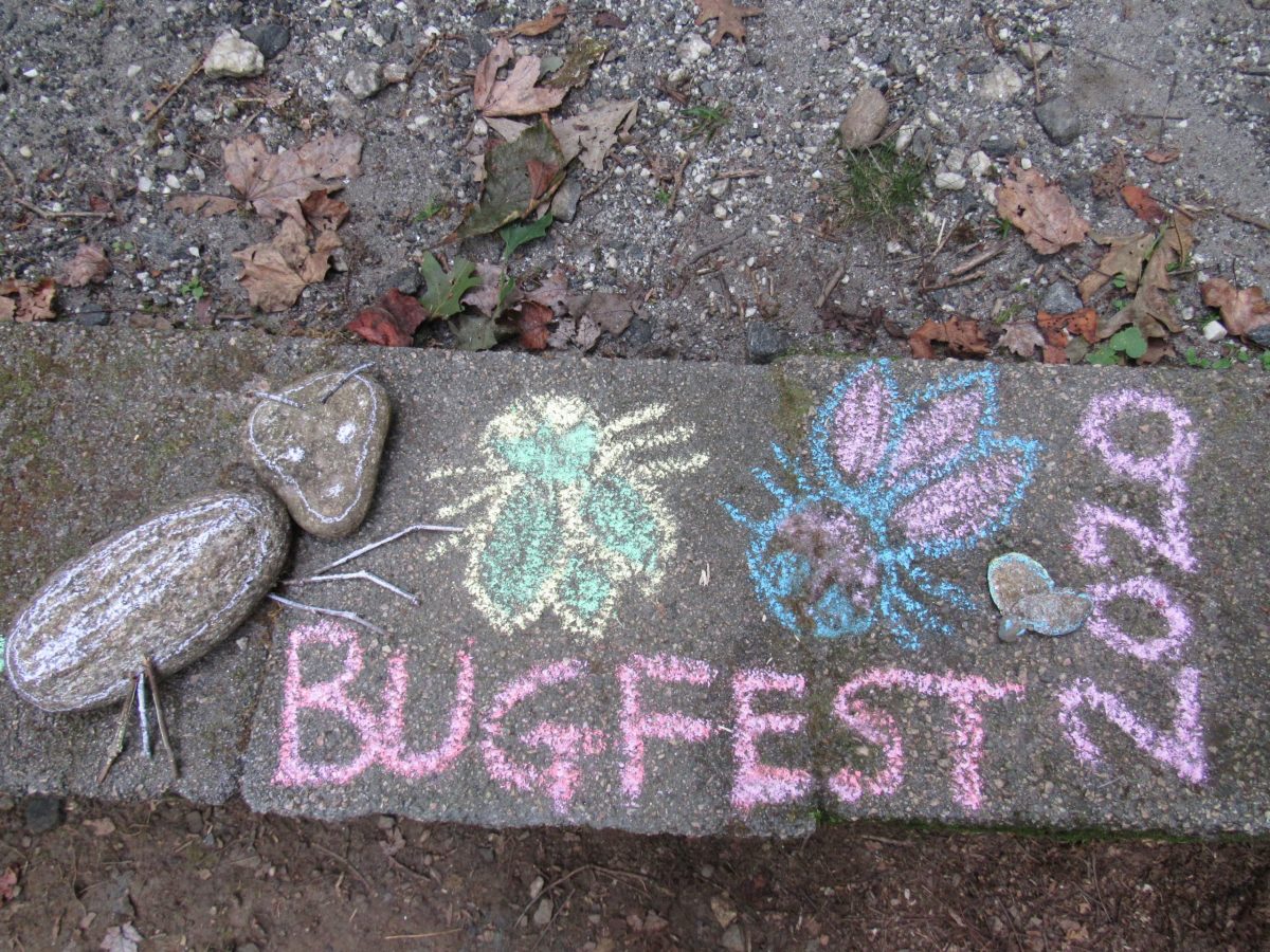BugFest with flies and stones