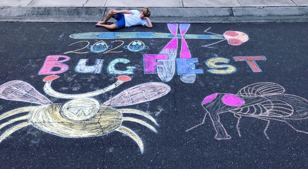 A boy with chalk bugfest and some big bugs
