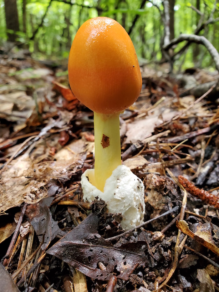 A short mushroom with a thick top in the forest.