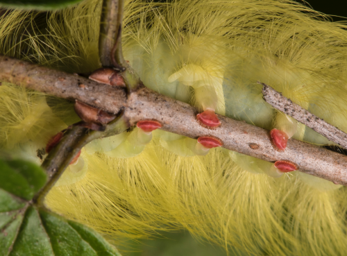 spotted apatelodes red feet