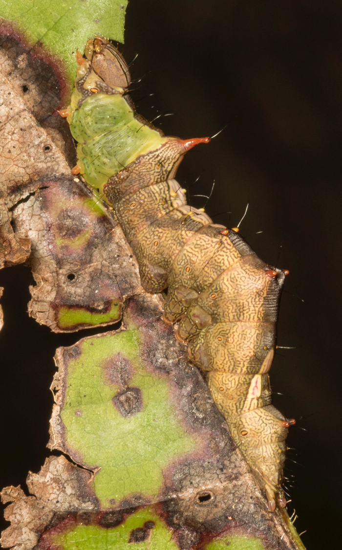 checkered fringe prominent