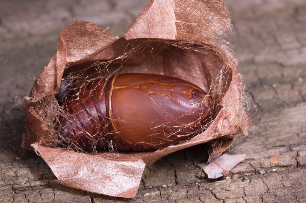 cocoon that has been cut open to reveal the pupa