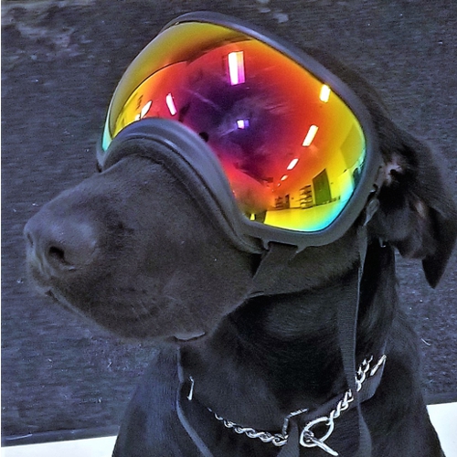 A black dog with ski goggles