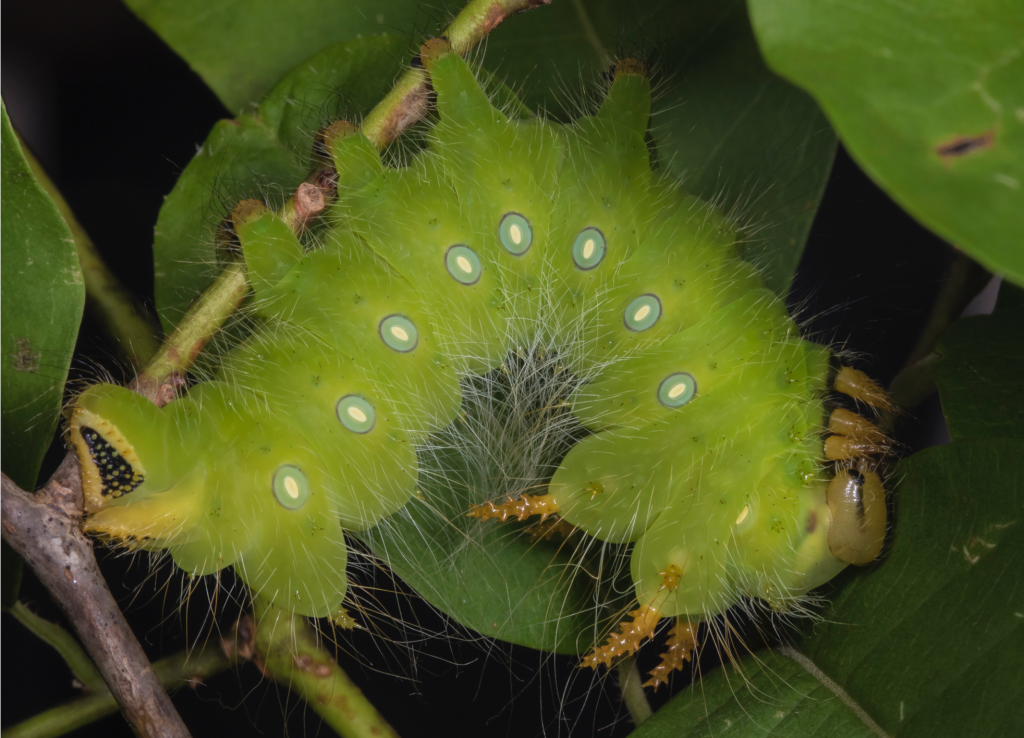 green imperial moth caterpillar