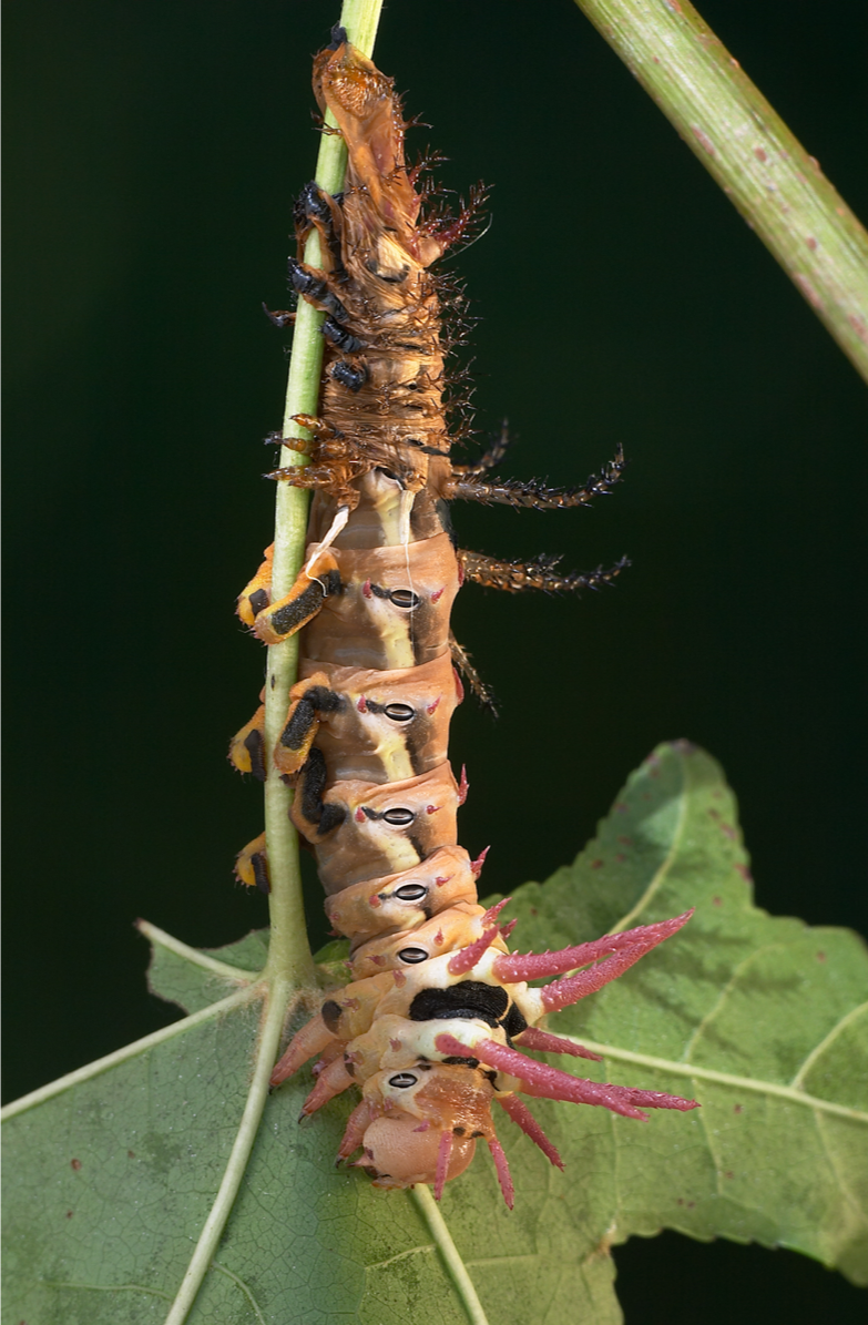 caterpillar molting