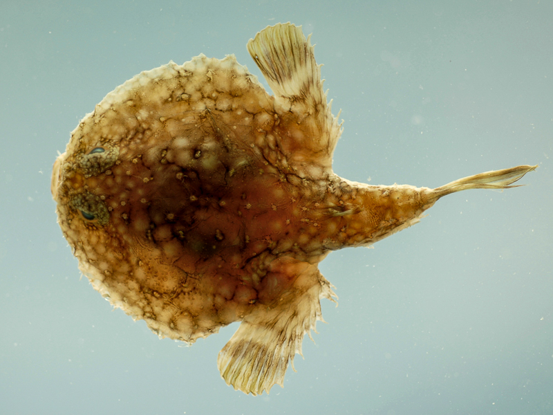 Pancake Batfish from the Gulf of Mexico.