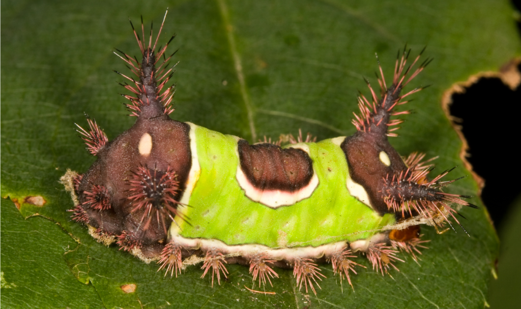 saddleback caterpillar