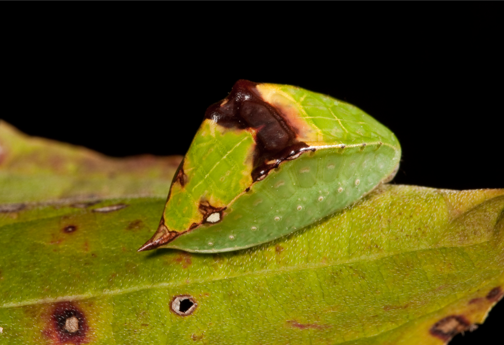 skiff moth caterpillar