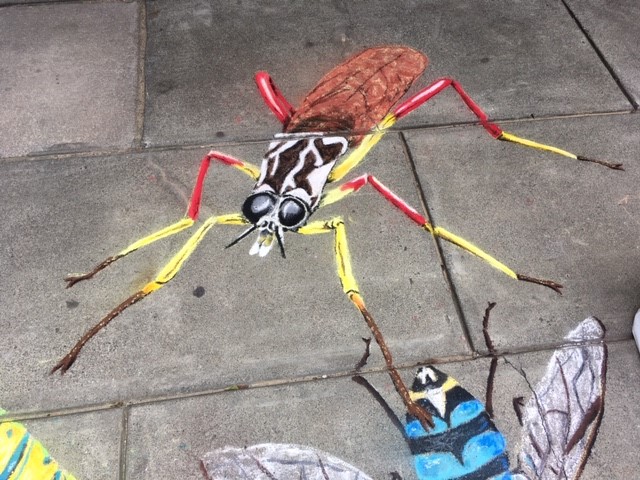 chalk soldier fly