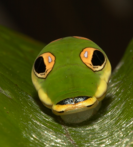 spicebush swallowtail head-on