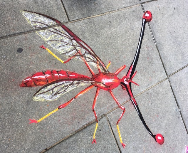 stalk-eyed fly in chalk