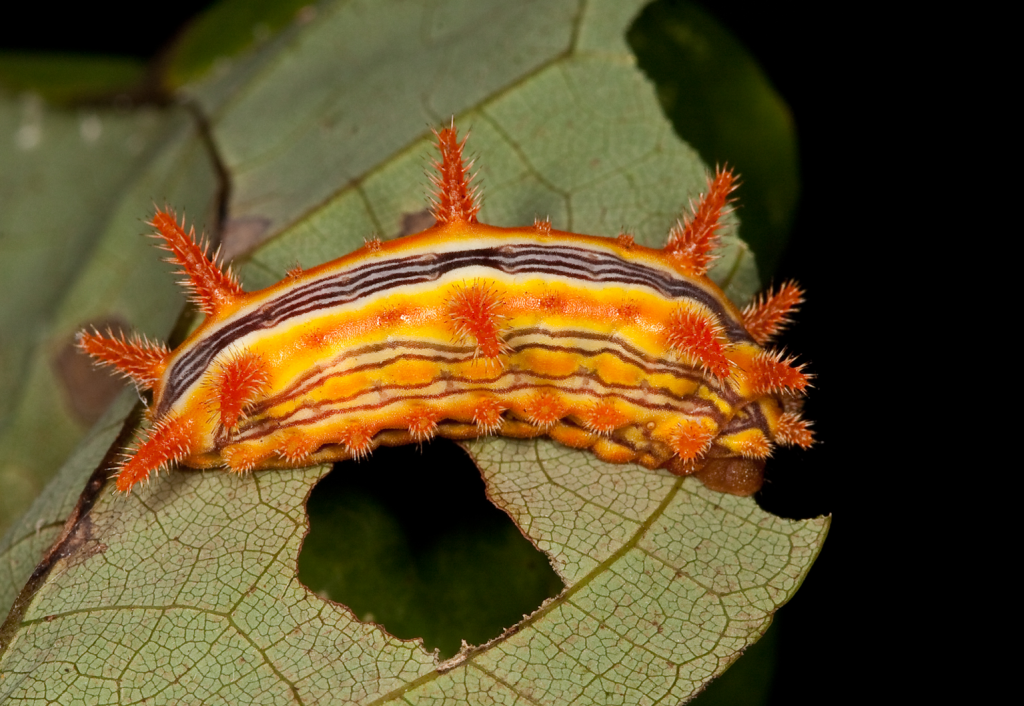 stinging rose caterpillar