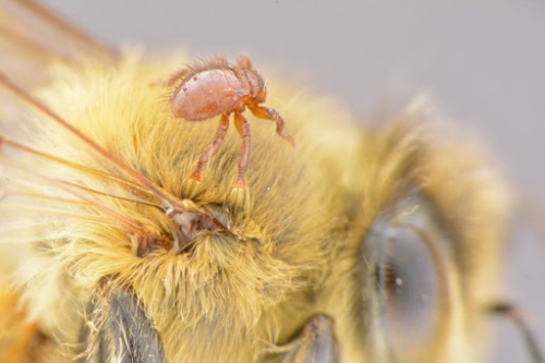 A tiny flightless fly on a bee