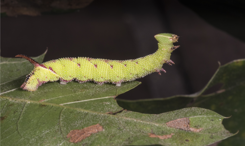 walnut sphinx caterpillar