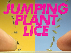 Jumping Plant Lice