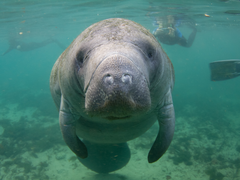 Manatee underwater