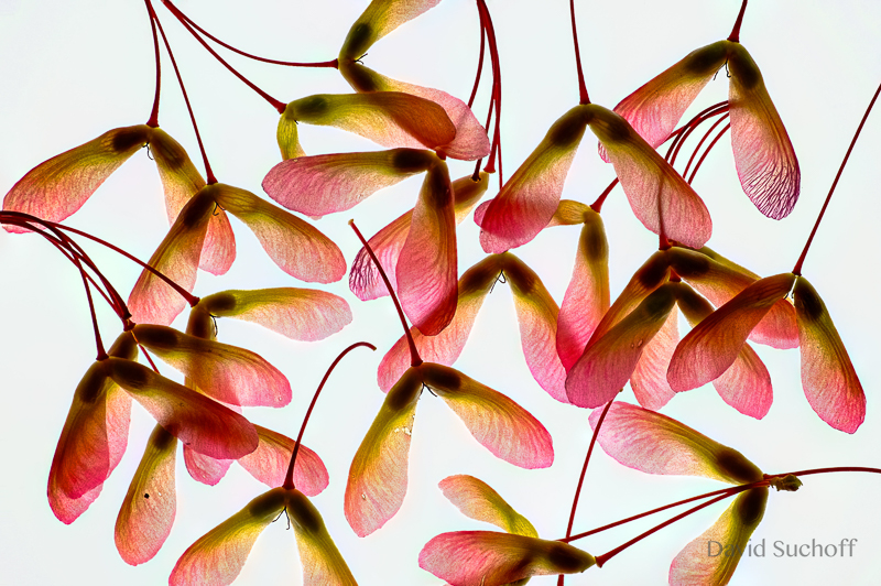 Samaras: winged maple seeds. Photo: David Suchoff.