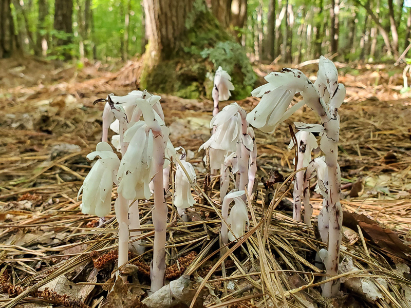 Ghost Pipes and the Sourwood Tree behind them are both in the Heath Family (Ericaceae).