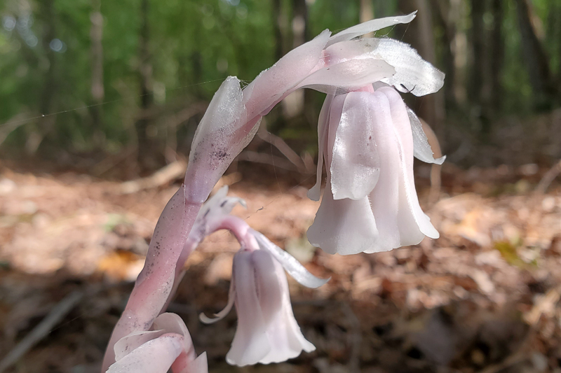 The single nodding flower will eventually rise to an upright position as the plant matures.