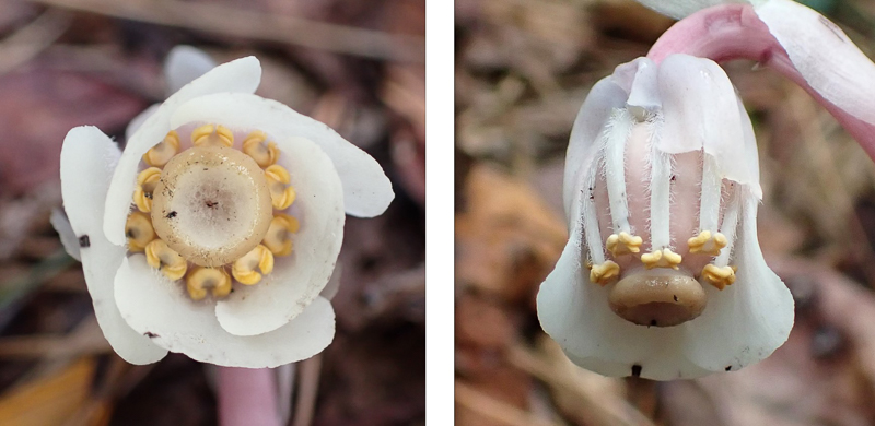 The flower’s white petals sheathe the central pistil (female reproductive part) surrounded by adjoining stamen. (Petals removed for second image.) 