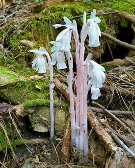 Ghost Pipes may take on a pink or reddish color as they mature.