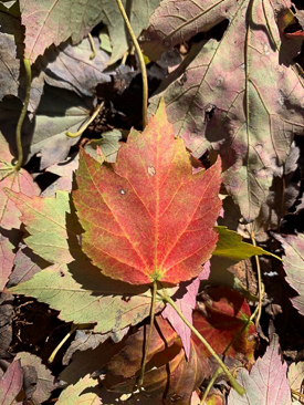 Red Maple leaf.