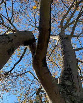 Maple tree trunk and branches.