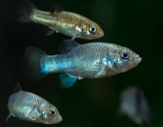 Pupfish closeup
