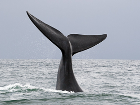 Right whale fluke emerging from ocean.