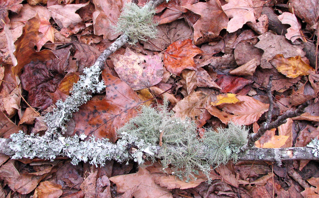 Foliose, Fruticose and Crustose Lichens on a fallen tree branch