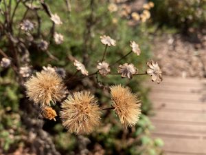 seeds
