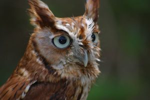 owl