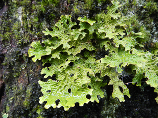 Lungwort, a Foliose Lichen in the Southern Appalachians.