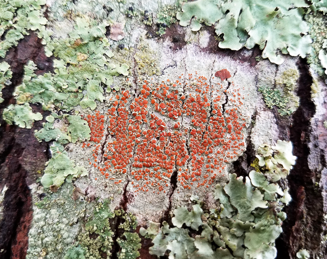 Crustose Lichen with red spore bodies surrounded by Foliose Lichens