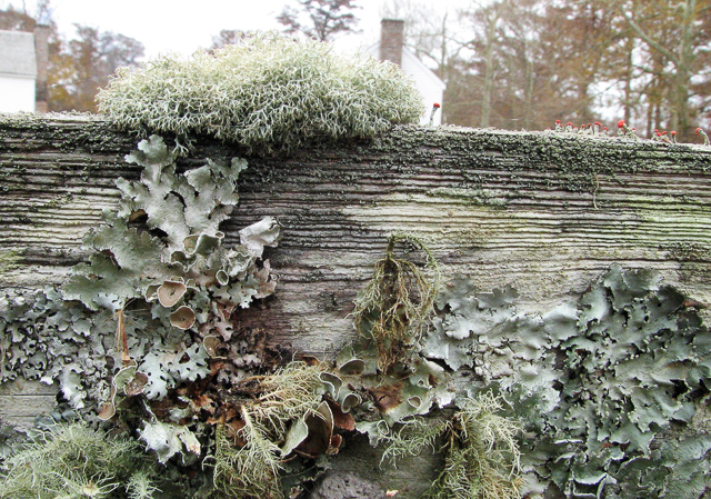 Lichen-covered fence board at Somerset Place.