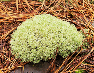 Reindeer Moss, a Fruticose Lichen.