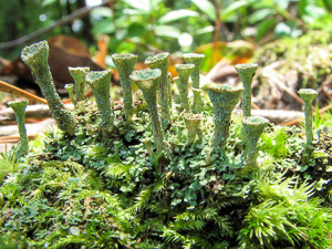 Pixie cups, a type of squamulose lichen.