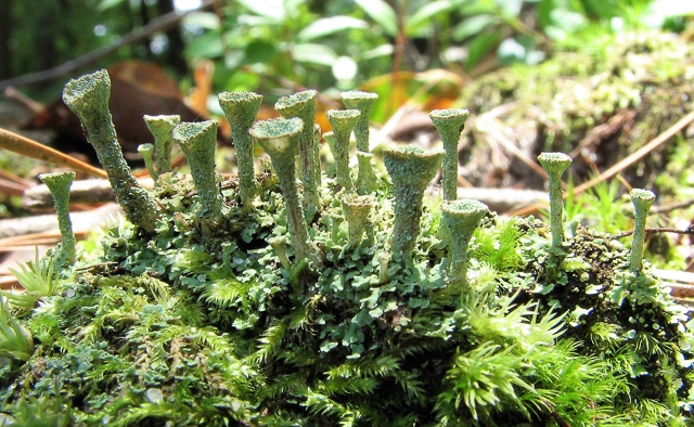 Pixie cups, a type of squamulose lichen.