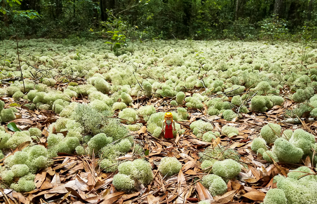 Field of Reindeer Moss Lichens. 