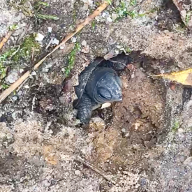 Eastern Box Turtle hatchling emerging from its nest. Photo submitted to Ask a Naturalist.