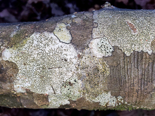 Crustose Lichens on Ironwood Tree.