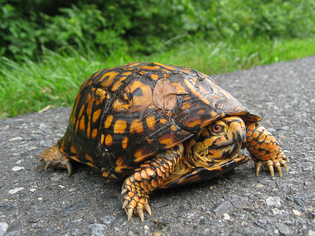 Eastern Box Turtle. Photo: Jim Lynch, National Park Service.