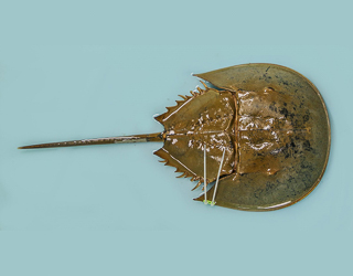 A horseshoe crab specimen