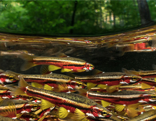 A school of beautifully colored fish