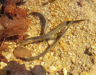 Three lampreys on the bottom of a creek