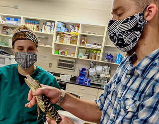 A keeper holding a baby alligator while another keeper looks on.