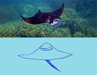 Photo of a ray with a sketch of it below
