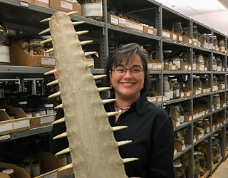 Gabriela Hogue holding a sawfish's saw.