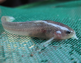 A fish out of the water on a net