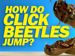 How Do Click Beetles Jump?
